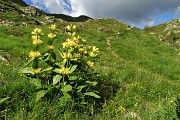 93 Genziana maggiore (Gentiana lutea)